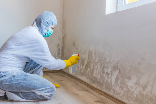 Licensed Black Mold Remediation service in Moorestown, NJ - 24 Hour Mold Removal