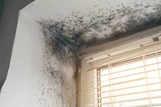 Affordable Black Mold Remediation solutions in Moorestown, NJ