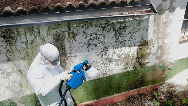 Top rated local Black Mold Remediation specialists in Moorestown, NJ